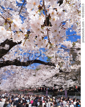 櫻花盛開的上野公園 櫻花盛開的上野公園 40166813