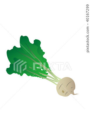 蔬菜蘿蔔 蔬菜蘿蔔 40167299