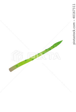 蔬菜蘆筍 蔬菜蘆筍 40167311