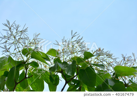 Hitotsubatago Namjamonja 40167479