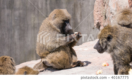  Anubis Hihi 40167775