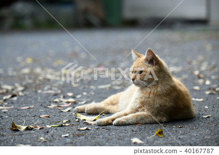 Cat  40167787