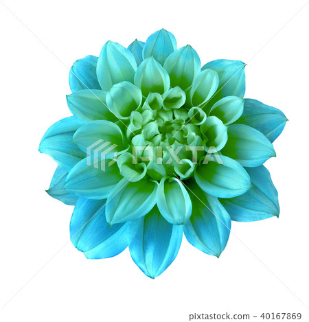 Flower cyan green dahlia isolated on white Flower cyan green dahlia isolated on white 40167869