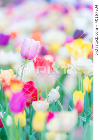 Spring of Hitachi beach park 40167934