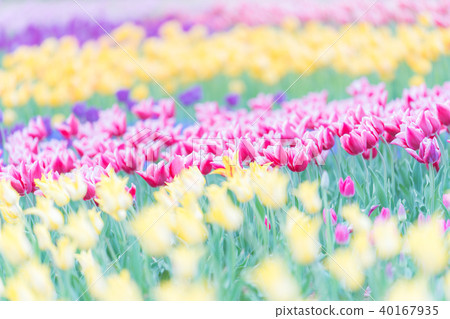 Spring of Hitachi beach park 40167935