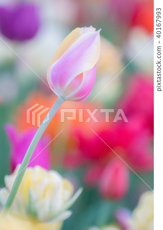 Spring of Hitachi beach park 40167993