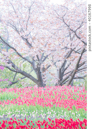 Spring of Hitachi beach park 40167998