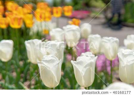 Kuju花卉公園 Kuju花卉公園 40168177