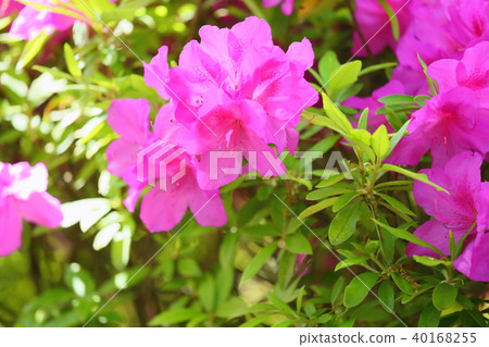 Hirado azalea flower 40168255