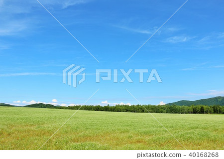 北海道夏天藍天和蕎麥麵花田 北海道夏天藍天和蕎麥麵花田 40168268