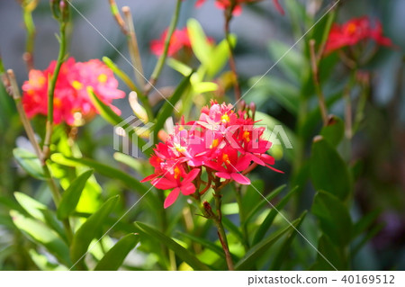 Rose orchid epiden drum flower Rose orchid epiden drum flower 40169512