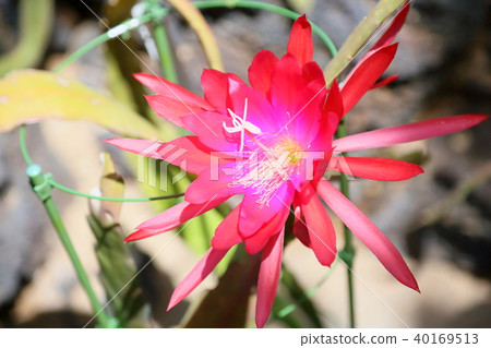 Peacock cactus flowers 40169513