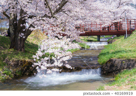 Kanonji河的櫻花盛開 40169919