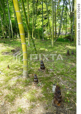 Bamboo grove Bamboo grove 40170049