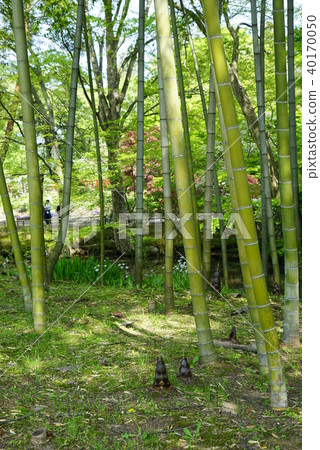 Bamboo grove Bamboo grove 40170050