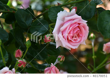 Rose of pink 40170051