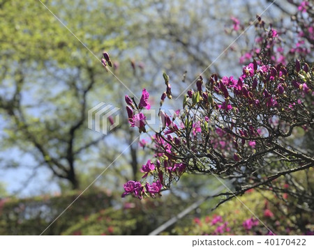 Fresh green and azalea flowers Fresh green and azalea flowers 40170422