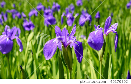鳶尾花 40170502