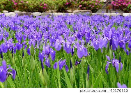 鳶尾花 40170510
