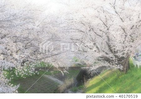 Cherry Blossoms Cherry Blossoms 40170519