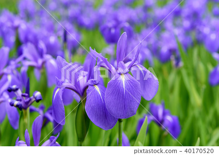 Crunchy Crunchy 40170520