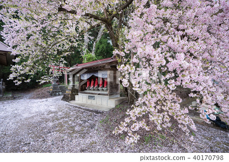 Cherry blossoms of Yakuoji 40170798