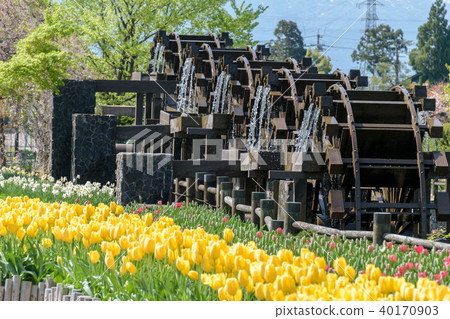鬱金香和水磨坊 40170903