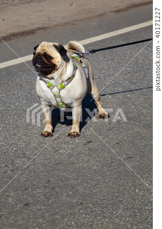 Pug for a walk on a spring day. Pug for a walk on a spring day. 40171227