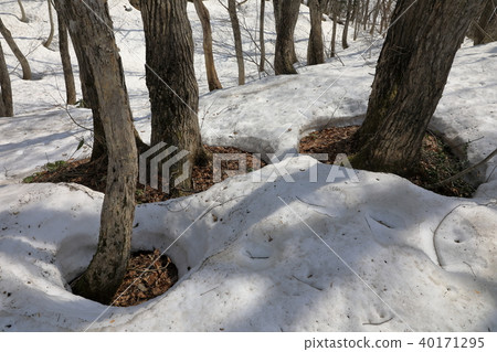 Asun春天山毛櫸森林福島縣Shiomi鎮 40171295