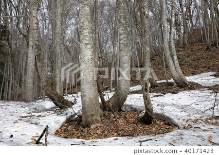 Asun春天山毛櫸森林福島縣Shiomi鎮 40171423