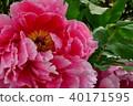 Button flower 40171595