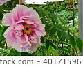 Button flower 40171596