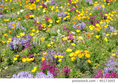 Poppy Poppy 40171605