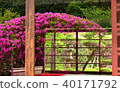 Azalea flower 40171792