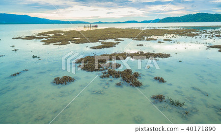 Coral emerges from the water at a reduced water Coral emerges from the water at a reduced water 40171890