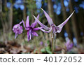 Katakuri flowers 40172052