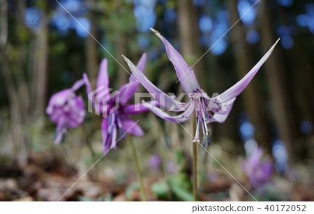 Katakuri flowers 40172052