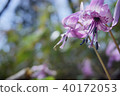 Katakuri flowers 40172053