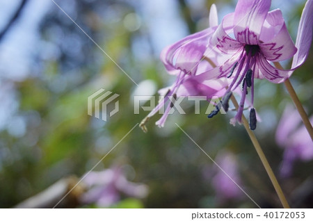 Katakuri flowers Katakuri flowers 40172053