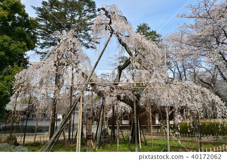 Folded cherry tree 40172062