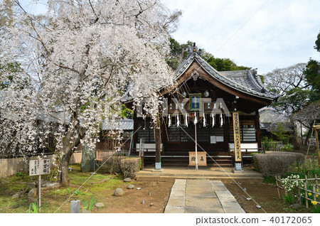 Mamayama Daikokudo 40172065