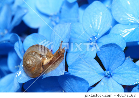 Snail and hydrangea flower Snail and hydrangea flower 40172168