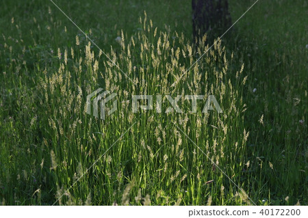 Cazeka Cazeka 40172200