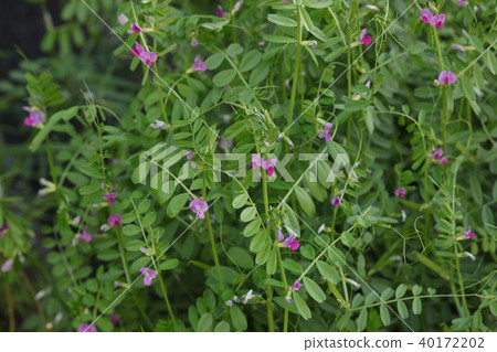 Jahazu End Jahazu End 40172202