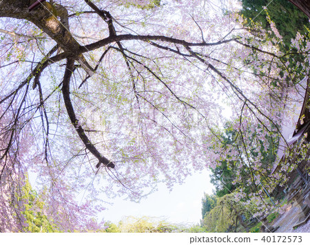 Cherry blossoms of Yakuoji 40172573