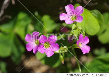 Murasaki Kabaki 40173089