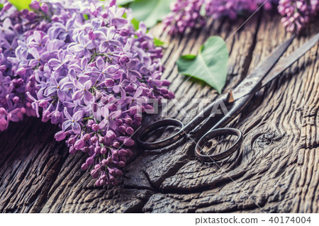 Bouquet of purple lilac and antique scissors Bouquet of purple lilac and antique scissors 40174004