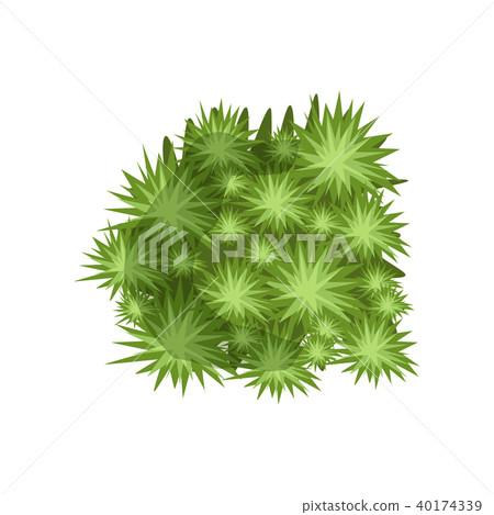Green plant, landscape natural design element, top view vector Illustration on a white background Green plant, landscape natural design element, top view vector Illustration on a white background 40174339