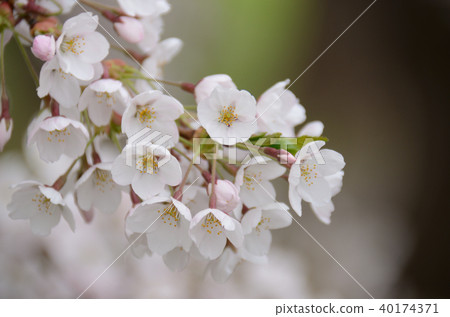 札幌市櫻花 札幌市櫻花 40174371