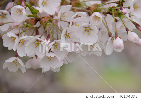 札幌市櫻花 札幌市櫻花 40174373